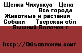 Щенки Чихуахуа › Цена ­ 12000-15000 - Все города Животные и растения » Собаки   . Тверская обл.,Вышний Волочек г.